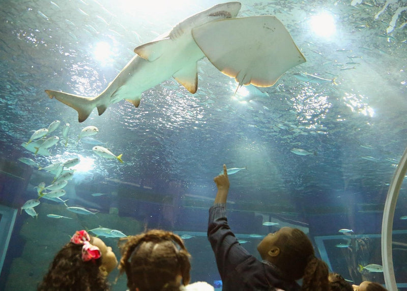 Carregue imagem no visualizador da galeriaTour Boulevard Olímpico com visita ao AquaRio e Museu do Amanhã | Regular
