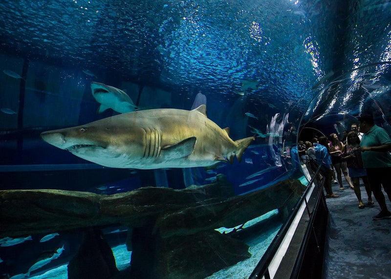 Carregue imagem no visualizador da galeriaTour Boulevard Olímpico com visita ao AquaRio e Museu do Amanhã | Regular