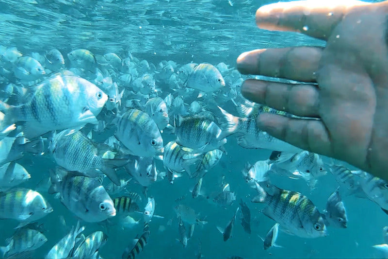 Carregue imagem no visualizador da galeriaRoteiro Tradicional de Escuna com Snorkeling em Paraty