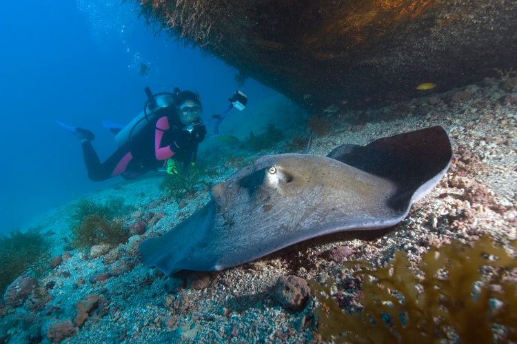 Mergulho
