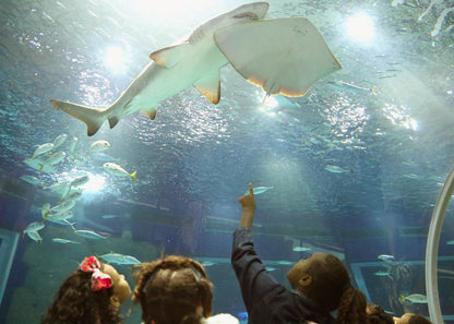 Tour Boulevard Olímpico com visita ao AquaRio e Museu do Amanhã  - Regular