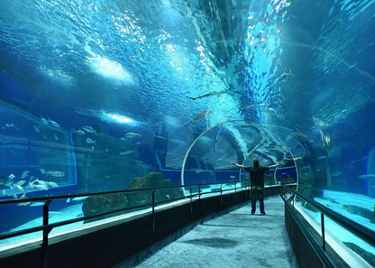 Tour Boulevard Olímpico com visita ao AquaRio e Museu do Amanhã  - Regular