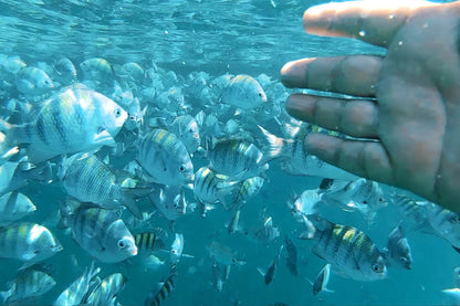 Traditional Schooner Tour with Snorkeling in Paraty